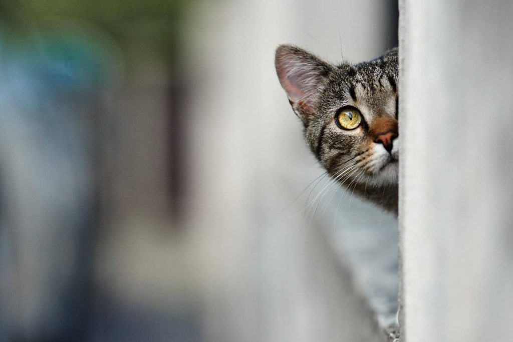 High Court: Council Must Reconsider Cat Fouling Complaint